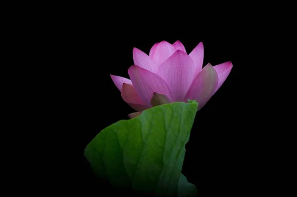 pink lotus flower on black background