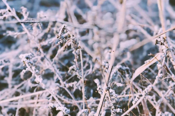 frozen grass in the forest