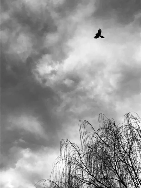 Foto Blanco Negro Pájaros Volando Cielo — Foto de Stock