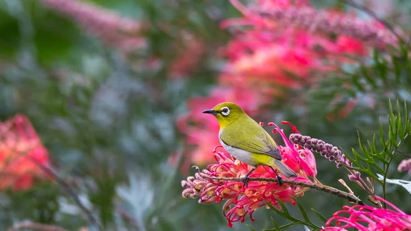 red bird on a tree branch