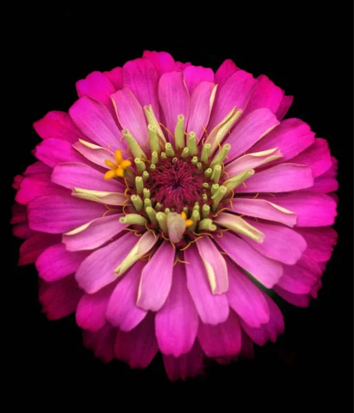 pink flower isolated on black background