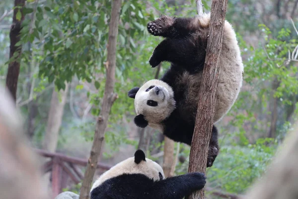 panda bear animal in zoo, pandas wildlife