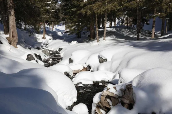 Árboles Cubiertos Nieve Bosque Invierno — Foto de Stock