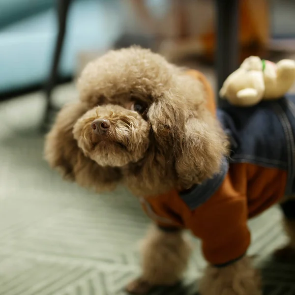 Lindo Perro Peludo Concepto Animal — Foto de Stock