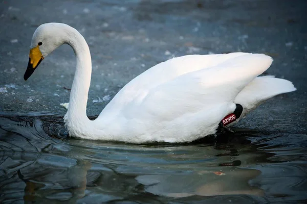 Cigno Bianco Nel Lago — Foto Stock