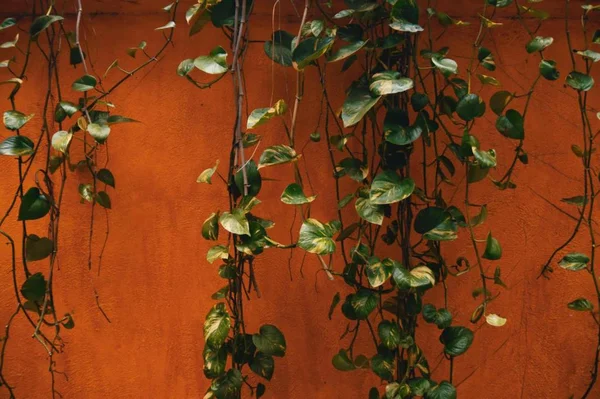 Zelené Listy Flóra Listoví Rostoucí Venku — Stock fotografie