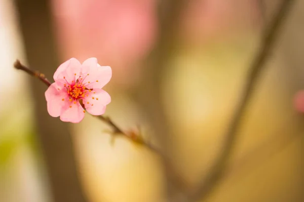 Beautiful Blooming Flowers Cherry Tree Spring Garden — Stock Photo, Image