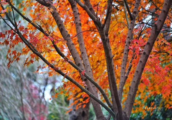 Hojas Otoño Flora Naturaleza Ambiente Botánico — Foto de Stock