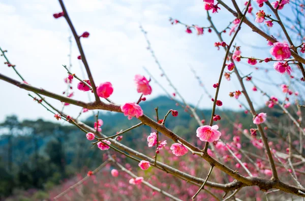 Hermosas Flores Cerezo Primavera — Foto de Stock