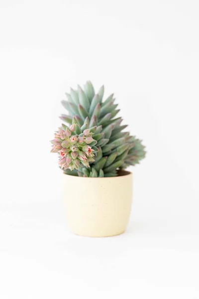 Cactus Pot White Background — Stock Photo, Image