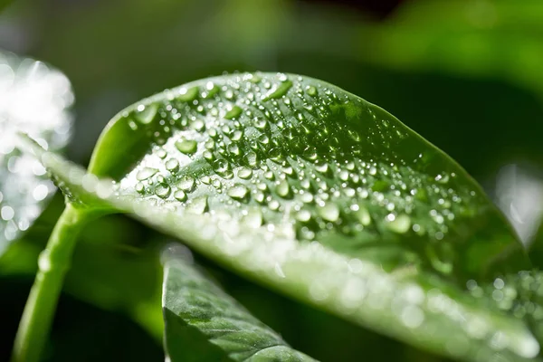 Gouttes Eau Sur Feuille Verte — Photo