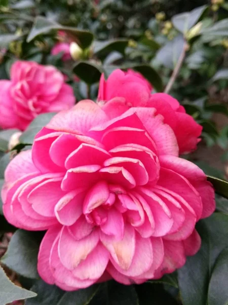 Flores Rosa Flores Pétalos — Foto de Stock