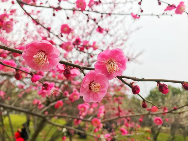 Mooie Kersenbloemen Het Voorjaar — Stockfoto