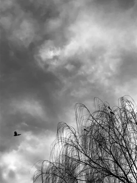 Silueta Árbol Cielo — Foto de Stock