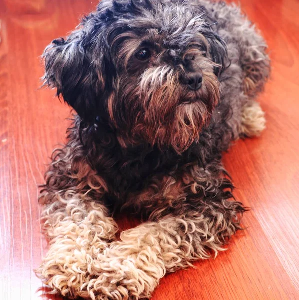 Retrato Del Perro Casa Durante Día — Foto de Stock