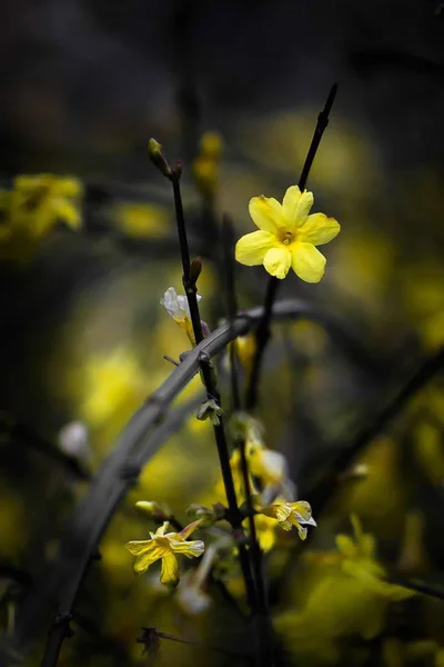 stock image yellow flowers in the garden