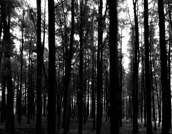 Hermosa Vista Naturaleza Del Bosque — Foto de Stock