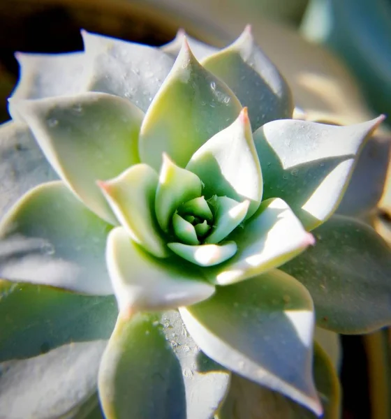 Fechar Planta Suculenta — Fotografia de Stock