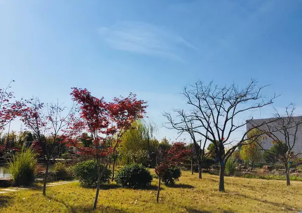 Hermoso Paisaje Con Árboles Hojas Verdes — Foto de Stock