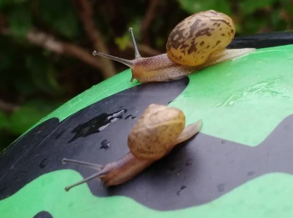 snails walking on leaves
