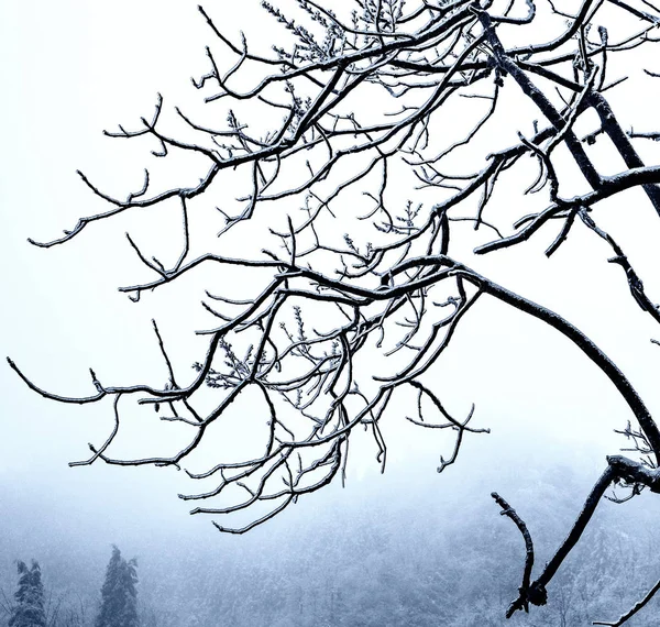 Rami Albero Flora Naturale — Foto Stock