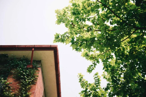 Groene Klimop Bladeren Groeien Buiten Flora Plant Gebladerte — Stockfoto