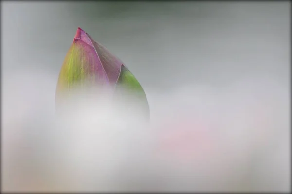 beautiful pink flower background