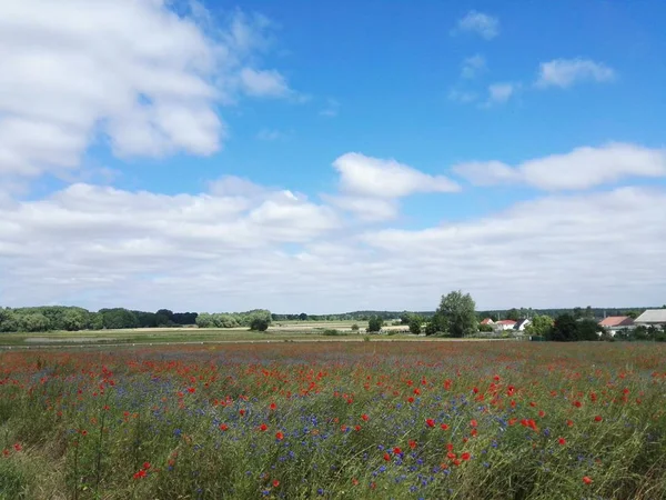 field with flowers and clouds