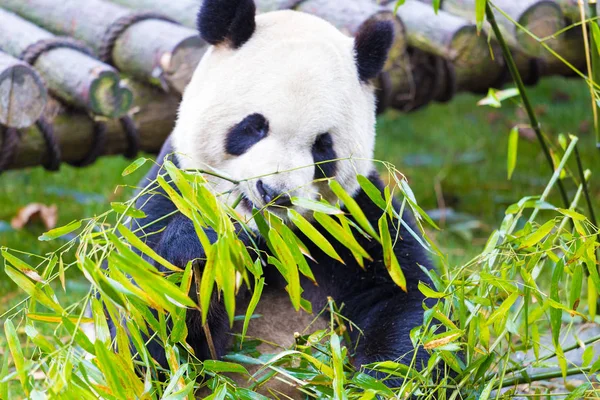 Panda Animal Oso Chino — Foto de Stock