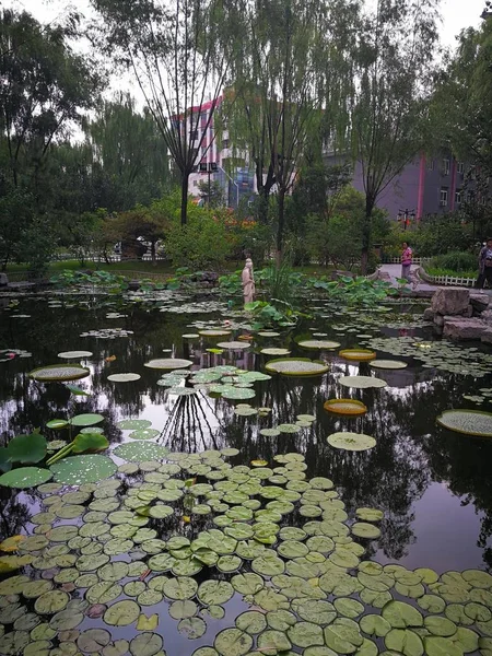 Hermoso Plano Botánico Fondo Pantalla Natural — Foto de Stock