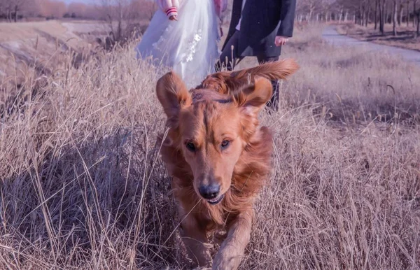 Cão Campo — Fotografia de Stock