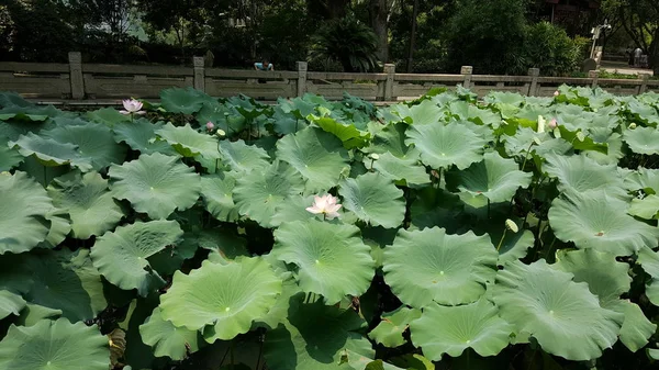 Hermoso Plano Botánico Fondo Pantalla Natural — Foto de Stock