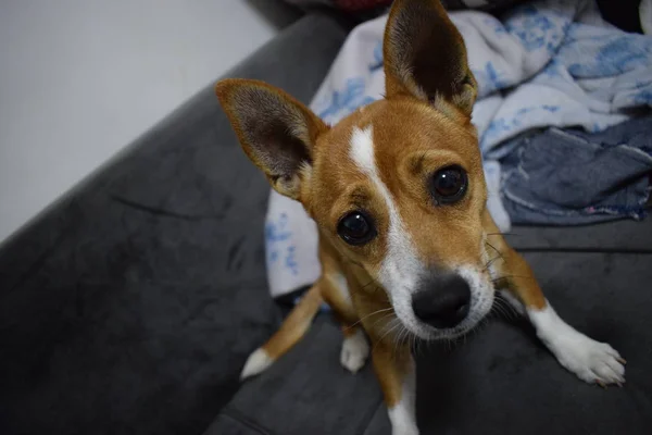 Perro Doméstico Feliz Casa — Foto de Stock