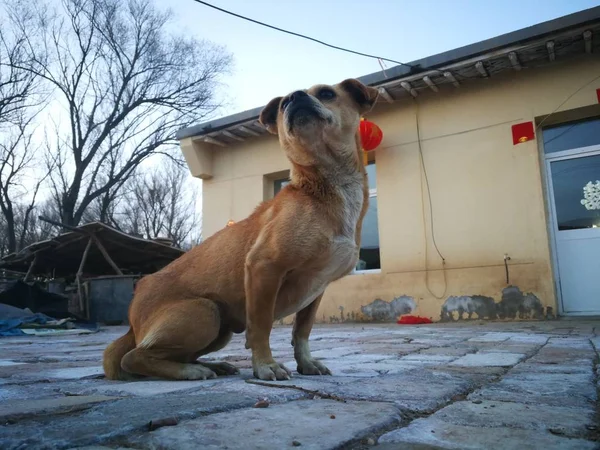 adorable dog outside at day time