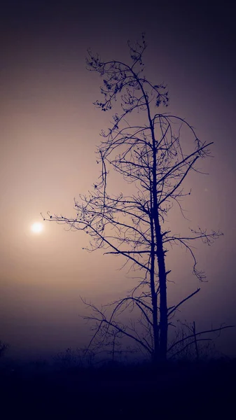 Silueta Árbol Con Fondo Negro — Foto de Stock