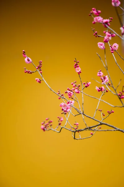Vackra Äppelblommor Blommar Våren — Stockfoto