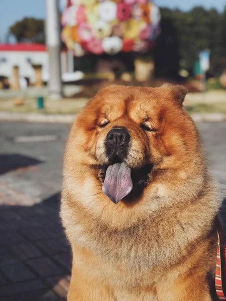 Retrato Perro Calle — Foto de Stock