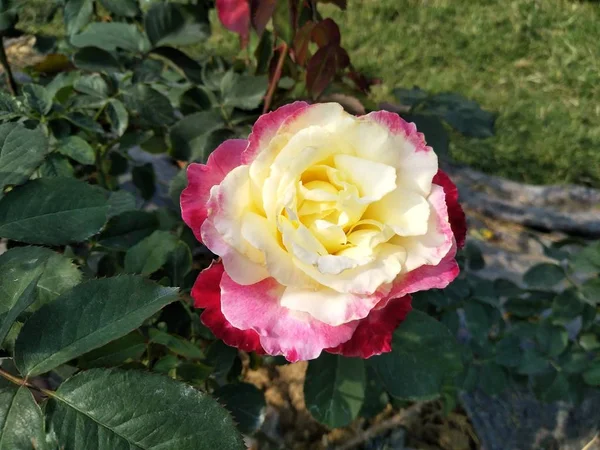 Vista Cerca Hermosa Flor Rosa — Foto de Stock