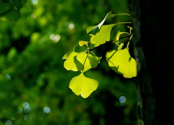 Hojas Verdes Árbol — Foto de Stock