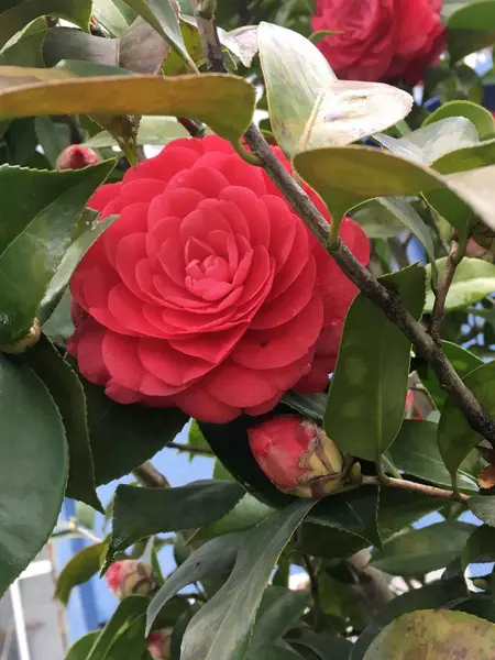 Vista Cerca Hermosa Flor Rosa — Foto de Stock
