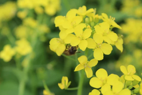 Yellow Flowers Garden — Stock Photo, Image