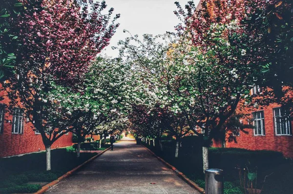 Hermosas Flores Parque — Foto de Stock