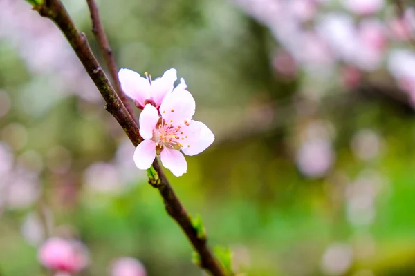 Våren Äppelträd Blommor Blomma Grön Säsong — Stockfoto