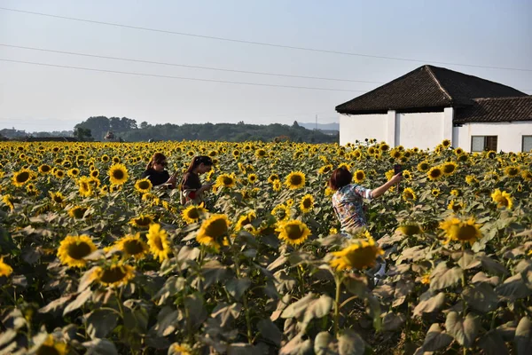 sunflower field with sunflowers