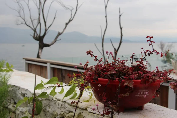 Hermosas Flores Jardín — Foto de Stock