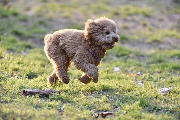 adorable dog outside at day time