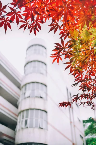 Hojas Coloridas Otoño Temporada Otoño — Foto de Stock