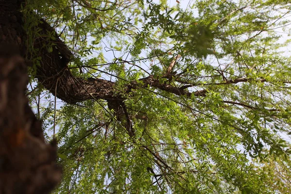 Árbol Verde Bosque — Foto de Stock