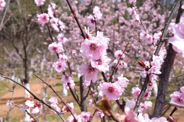 Árbol Sakura Flor Jardín Primavera — Foto de Stock
