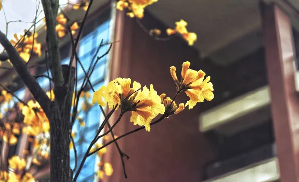 Hermosas Flores Jardín — Foto de Stock